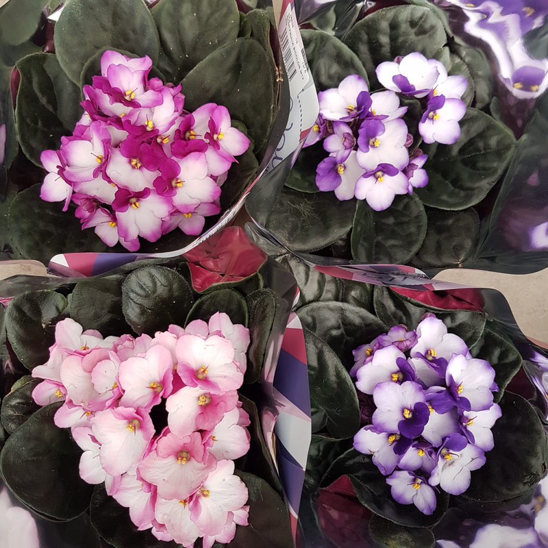 Violeta africana de Saint Paulia Caja 6 uds. — Flores Frescas Online