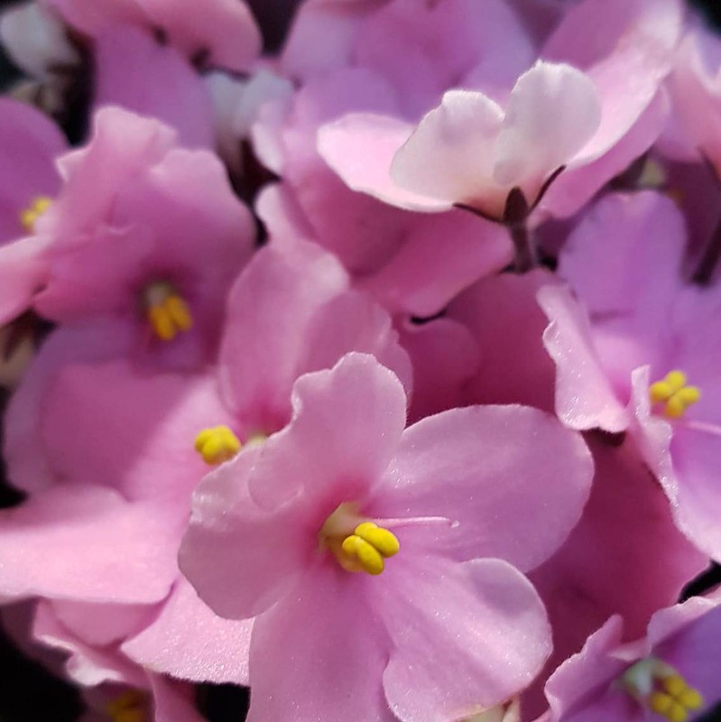 Violeta africana de Saint Paulia Caja 6 uds. — Flores Frescas Online