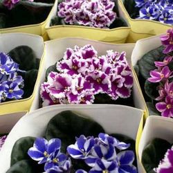 Saint Paulia Violeta Africana Caja 6 uds.