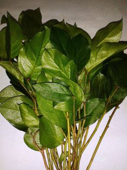Salal Preservat