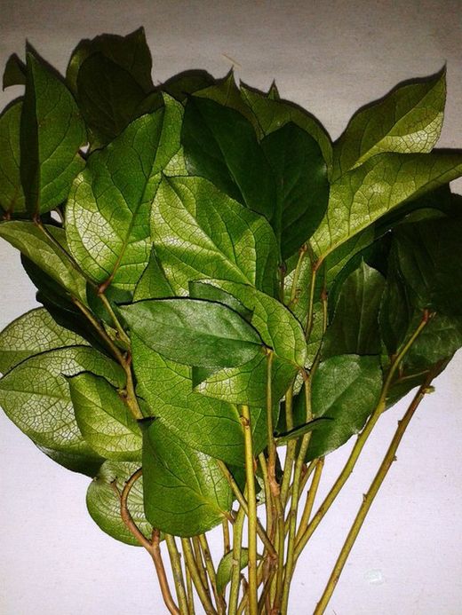 Salal Preservat