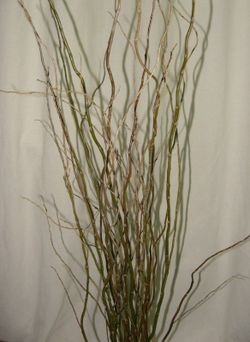 Salix