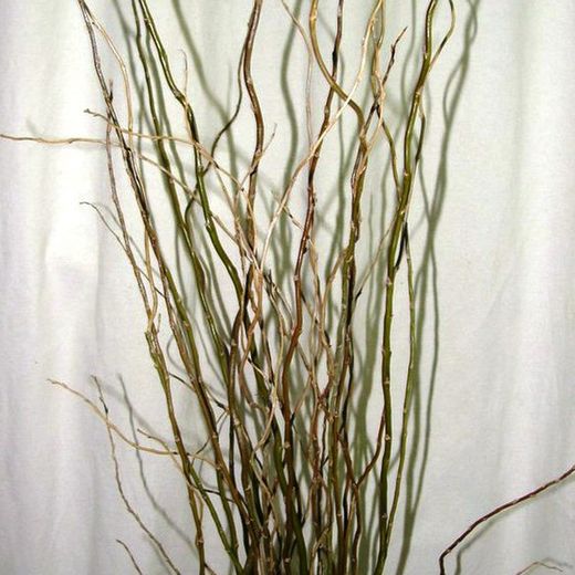 Salix