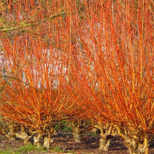 Salix Alba Vitellina