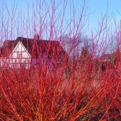 Salix Alba Vitellina