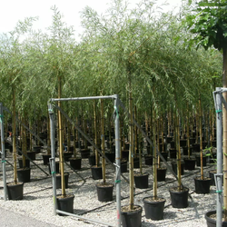 Salix Babylonica