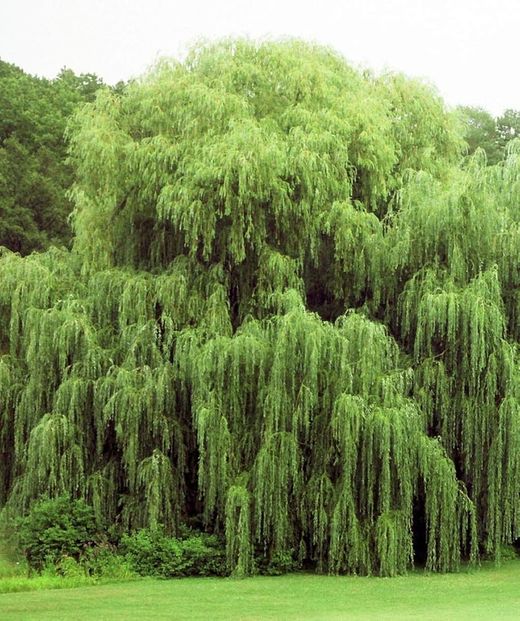 Salix Babylonica