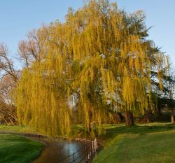 Salix Babylonica