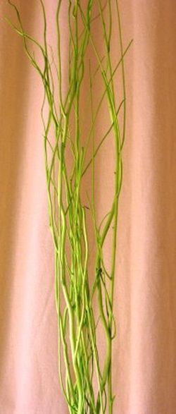 Salix Natural Tenyit