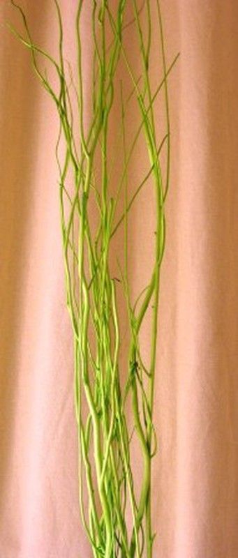 Salix Natural Tenyit