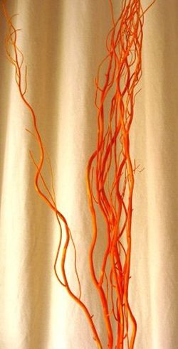 Salix Natural Tenyit