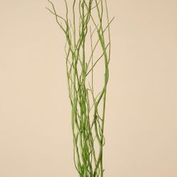Salix natural teñido