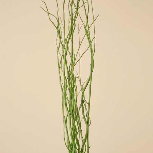 Salix natural teñido