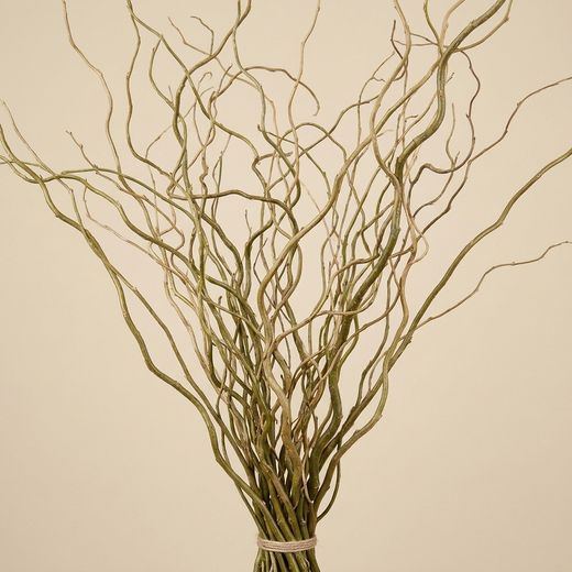 Salix