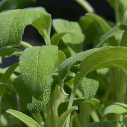 Salvia Officinalis Bio