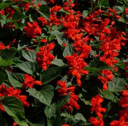 Salvia Vermella Pack de 15