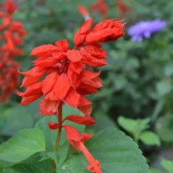 Salvia Vermella Pack de 15