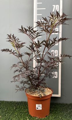 Sambucus Nigra Black Lace