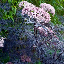 Sambucus Nigra Black Lace