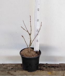 Sambucus Nigra Sauco