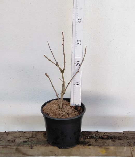 Sambucus Nigra Sauco