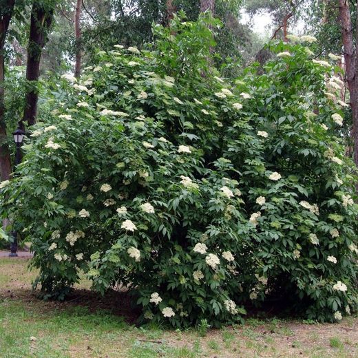 Sambucus Nigra Sauco