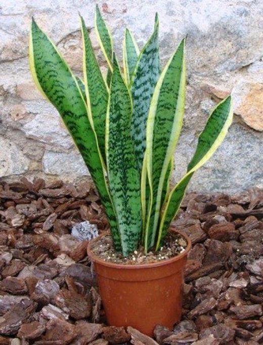 Sansevierias Trifasciata Laurentii