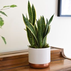 Sansevierias Trifasciata Laurentii