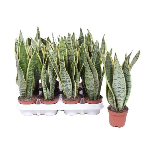 Sansevierias Trifasciata Laurentii