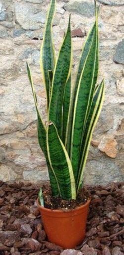 Sansevierias Trifasciata Laurentii