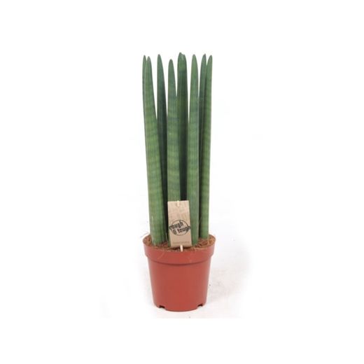 Sansevieria cylindrique droite