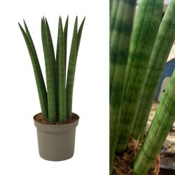 Sansevieria cylindrique droite