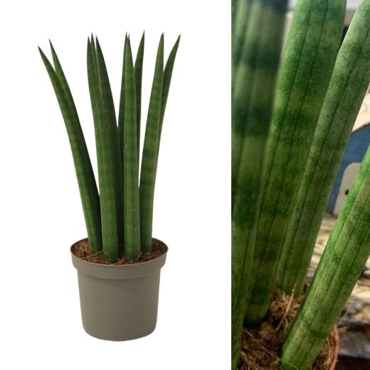 Sansevieria cylindrique droite