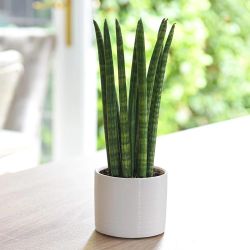 Sansevieria cylindrique droite