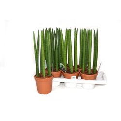 Sansevieria cylindrique droite