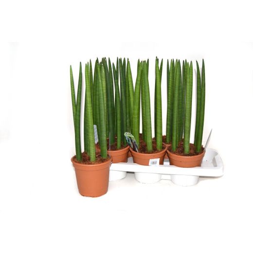 Sansevieria cylindrique droite