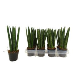 Sansevieria cylindrique droite
