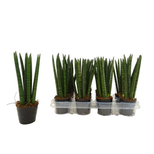 Sansevieria cylindrique droite