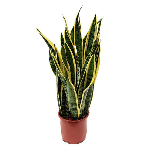 Sansevieria Trifasciata