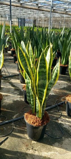 Sansevieria Trifasciata Laurentii