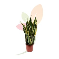 Sansevieria Trifasciata Laurentii
