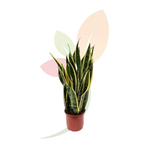 Sansevieria Trifasciata Laurentii
