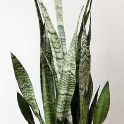 SANSEVIERIA ZEYLANICA « COMPACT »