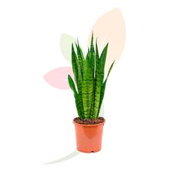 SANSEVIERIA ZEYLANICA « COMPACT »