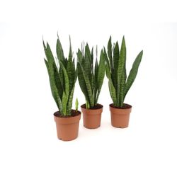 Sansevieria Zeylanica