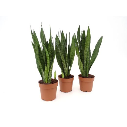 Sansevieria Zeylanica