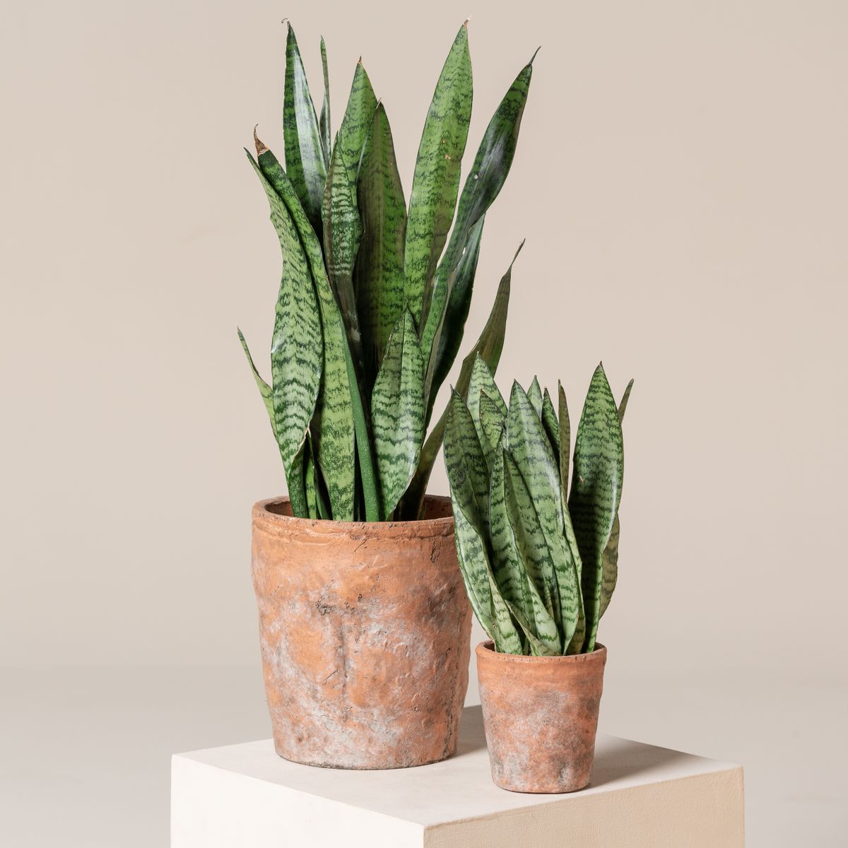 Sansevieria Zeylanica Grande 50 cm