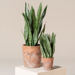 Sansevieria Zeylanica