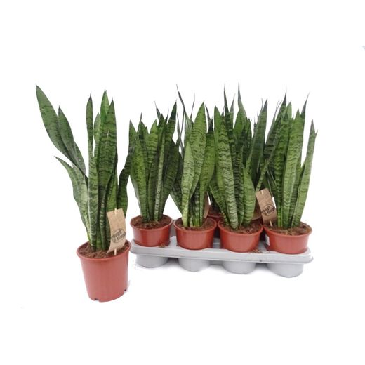 Sansevieria Zeylanica