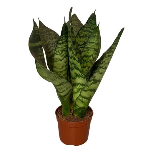 Sansevieria Zeylanica